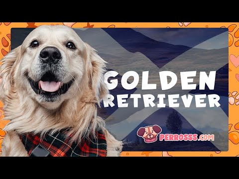 El Golden Retriever