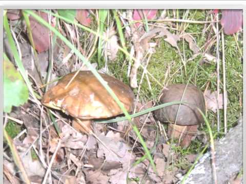 La nostra essenza...