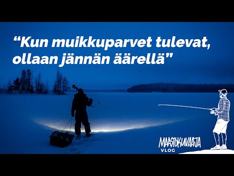 Saimaan ahventa kyttäämässä paikallisen kanssa
