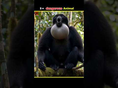 3 denjerous Animal in Nepal 😱|facts videos | #ytshorts #facts #jabedfacts