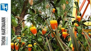 How Climate Change Is Turning Healthy Vegetables Into Junk Food