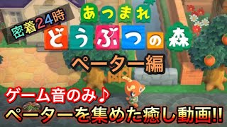 のんびりなのに早口も得意!?　ペーターだらけの5分間♪ あつ森のBGMだけで究極の癒し!!【密着24時 ペーター編 あつまれどうぶつの森】