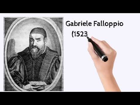 You don't know this about the fallopian Tube!!!!