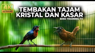 Download lagu 🔴 Live Masteran Kolibri Wulung Tembakan Panjang Kristal vs Tepus Kepala Abu Abu Gacor Kasaran mp3 Download lagu 🔴 Live Masteran Kolibri Wulung Tembakan Panjang Kristal vs Tepus Kepala Abu Abu Gacor Kasaran mp3