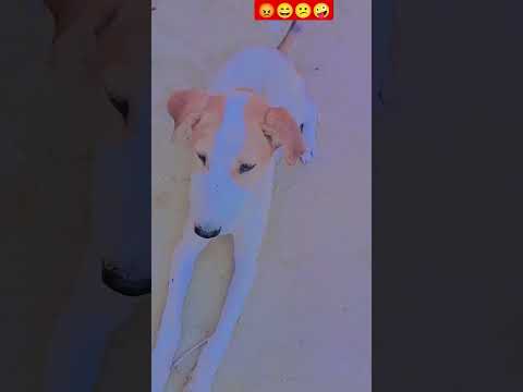 so cute baby dog 😁😘