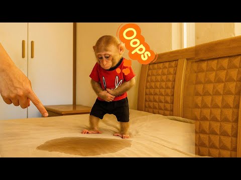 Bibi Was Sad and Embarrassed After Wetting the Bed – So Touching! 😢🐒