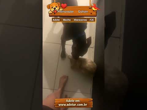 Vídeo de Pitmonster Gohan
