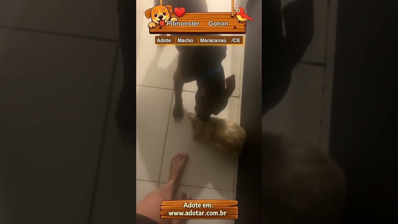 Cachorro raça Pit-Bull idade 2 anos nome Pitmonster Gohan