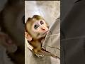 Baby monkey vibes: all smiles, all love! 🐒❤️