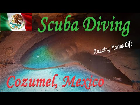 Scuba Diving Cozumel, Mexico 4K