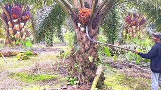 Download lagu PANEN SAWIT DIBKEBUN VIP mp3 Download lagu PANEN SAWIT DIBKEBUN VIP mp3
