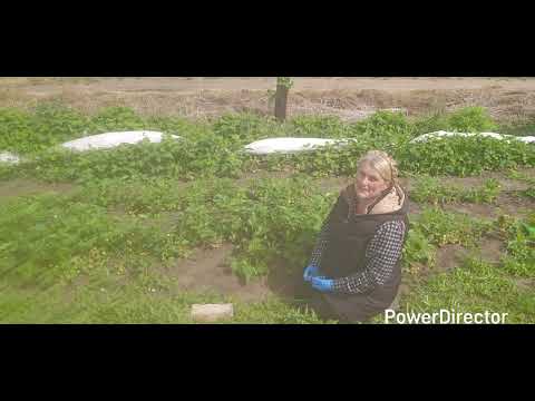 Jak zrobić silne sadzonki truskawek  - zioła wkoło nas