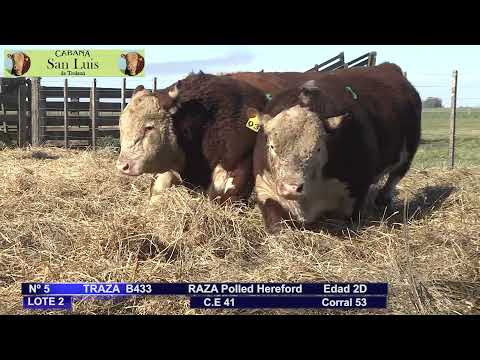 Lote de Toros, cabaña "San Luis" de Trelaun