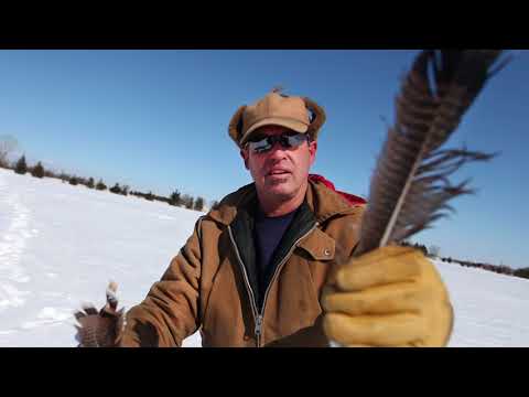 Farmer outraged by snowmobile turkey slaughter