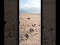Seagulls Frenzy Shorts Sound Beautiful Newyork
