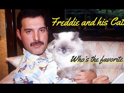 V11| Freddie Mercury and His Cats