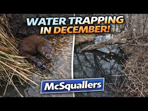 Water Trapping in December | Mink & Raccoon Success + Big Announcement