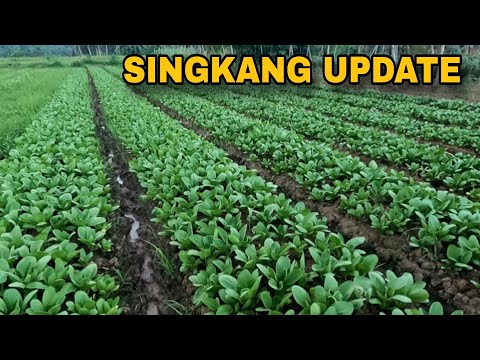 Singkang update