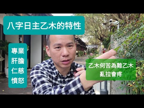 乙木日主