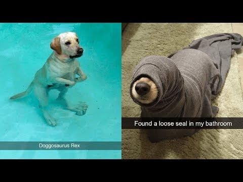 Funny Pictures of Dogs That Will Never Know How Funny They Are on Snapchat Video