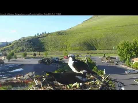 Hellgate ospreys 5.24.16 710pm Louis delivers a big hesdless fish for Iris