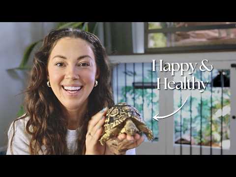 Complete Tortoise Care Guide | MOST ESSENTIAL!