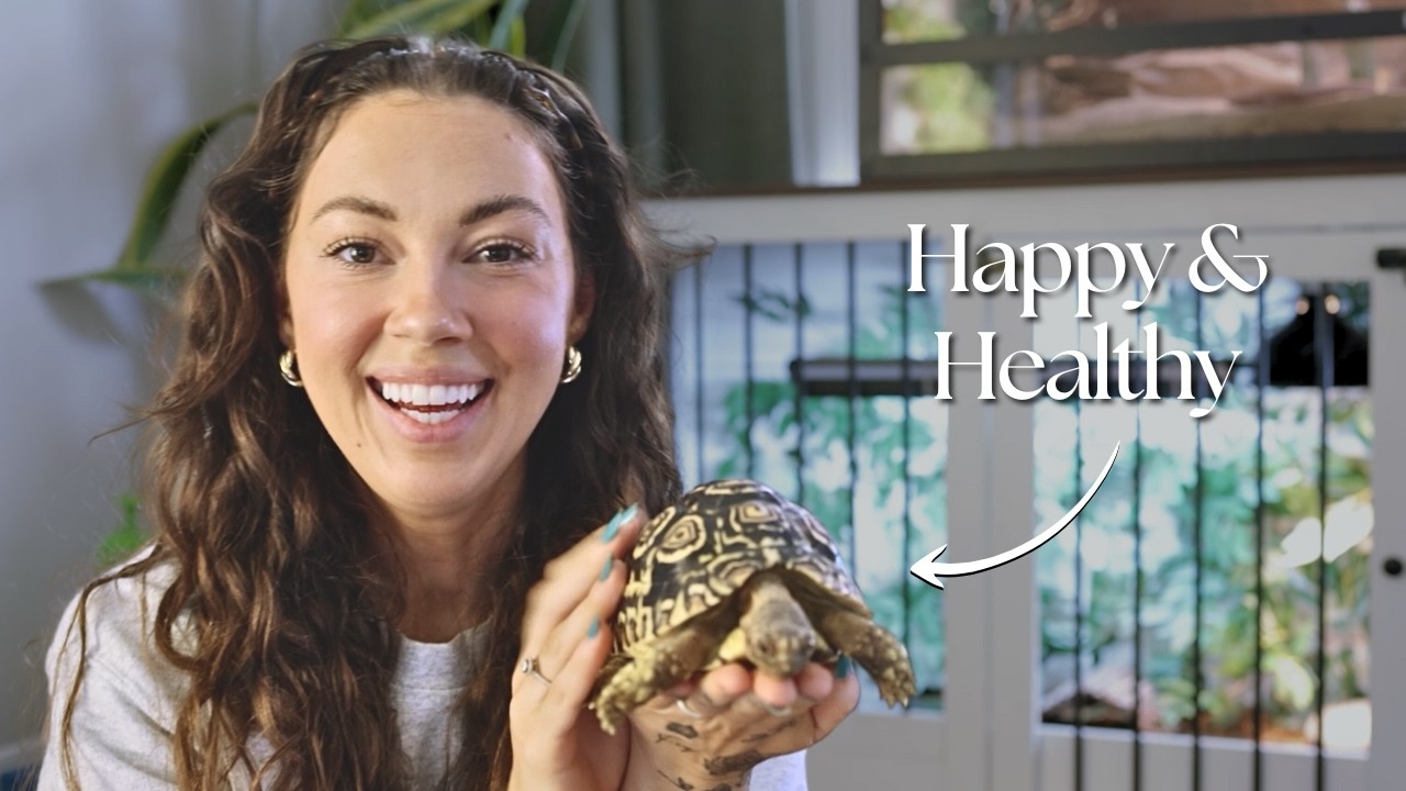 Complete Tortoise Care Guide | MOST ESSENTIAL!