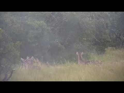 Djuma: Waterbucks along with Impala ram - 11:53 - 02/06/2022