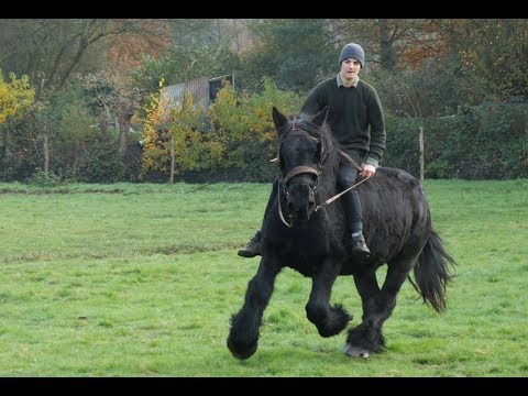 download lagu mp3 mp4 Drafthorse Com, download lagu Drafthorse Com gratis, unduh video klip Drafthorse Com