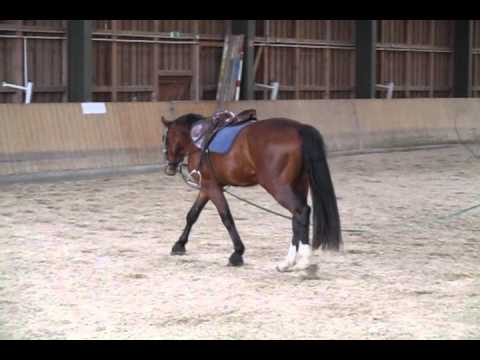 Fürstenball - Paradiesvogel (Fedex, Maasdorff)