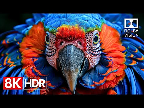 Crystal Detail — 8K HDR 60fps Dolby Vision Masterpiece (4K / 8K TV)