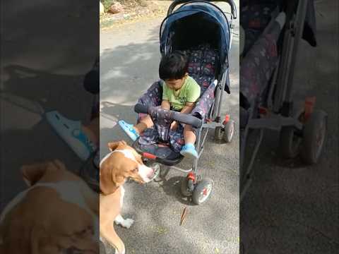 You can't buy happiness, but you can rescue it.☺️#doglover #shorts  #trending #shortvideo #youtube