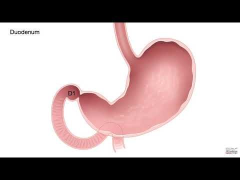 HCC 1475-3a - Stomach - Anatomy