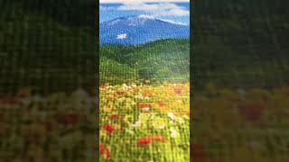 Download lagu ♪ ふるさと 作詞:高野辰之 作曲:岡野貞一♯ふるさと ♯唱歌 ♯懐かしい歌 ♯心の歌 #鼻歌 #Japanese song #Japan #Japanese #hometown mp3 Download lagu ♪ ふるさと 作詞:高野辰之 作曲:岡野貞一♯ふるさと ♯唱歌 ♯懐かしい歌 ♯心の歌 #鼻歌 #Japanese song #Japan #Japanese #hometown mp3