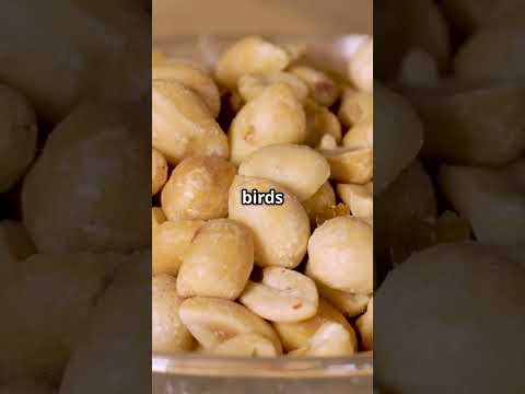 What to Feed Backyard Birds and What to Avoid for a Healthy Flock #Birds #BackyardBirds #Wildlife