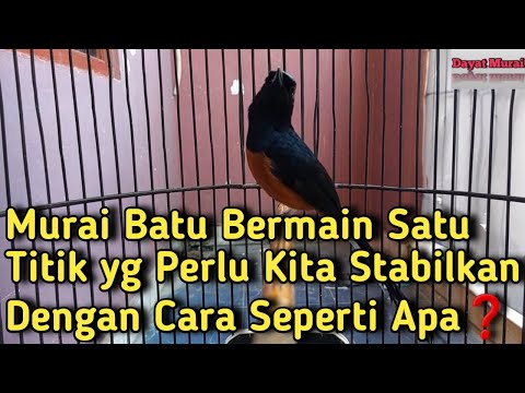 Murai Batu Yg Bermain Satu Titik Yg Perlu Kita Stabilkan Dengan Cara Seperti Apa❓️