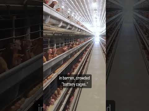 Battery Cages Are a Living Nightmare For Hens!