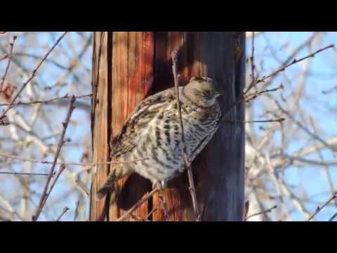Ruffed Grouse foraging in winter