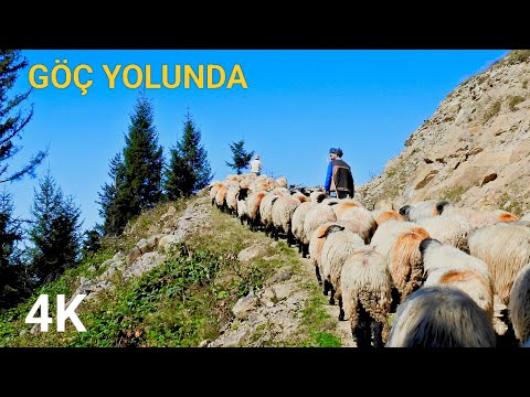 Dağdaki Yalnız Çoban || 3000 m. Rakımdan Zorlu Göç || Belgesel vakti