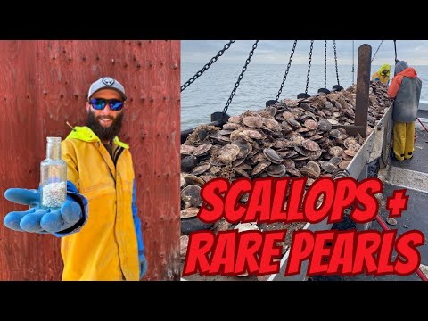 Catching THOUSANDS of Scallops and Finding Rare Pearls | Commercial Scallop Fishing