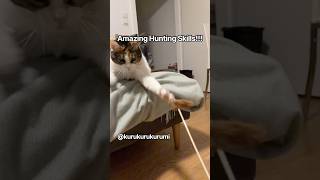 Behold My Cat’s Hunting Skills😺#cat #cats #katze #catvideos #ねこ #catshorts #catvideos #funny #cute