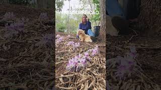 NÃO É ORQUÍDEA TERRESTRE! É O LÍRIO DA RESSURREIÇÃO