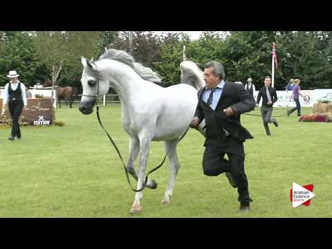 Strohen 2016 - Senior Stallions Ch