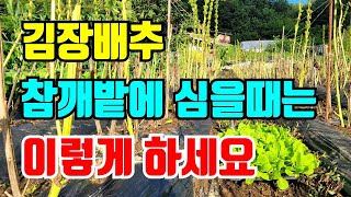김장배추 참깨밑에 심으면 이것부터하고 심으세요. 밭 못만들었을때 잘 자랍니다.