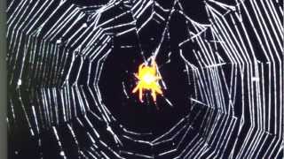 Switzerland`s Nuremburg Laws 2013, Integration, Police State, Discrimination & Escalation