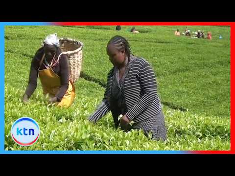 Tea workers protest mechanisation, warn of job losses in Kericho and Bomet