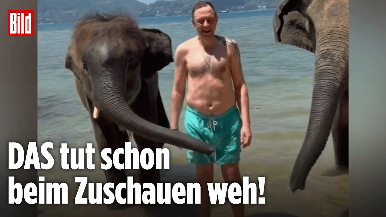 Elefant überrascht Tourist mit ungewöhnlicher Aktion: Wo greift er denn hin?
