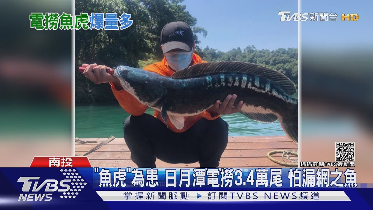「魚虎」為患日月潭電撈3.4萬尾　怕漏網之魚