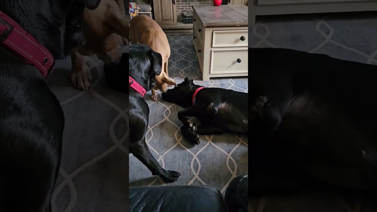 Toby, a Adoptable Black Labrador Retriever in Culpeper, VA video 6/6