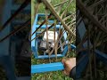 Mesin Potong Rumput Tinggal Sorong
